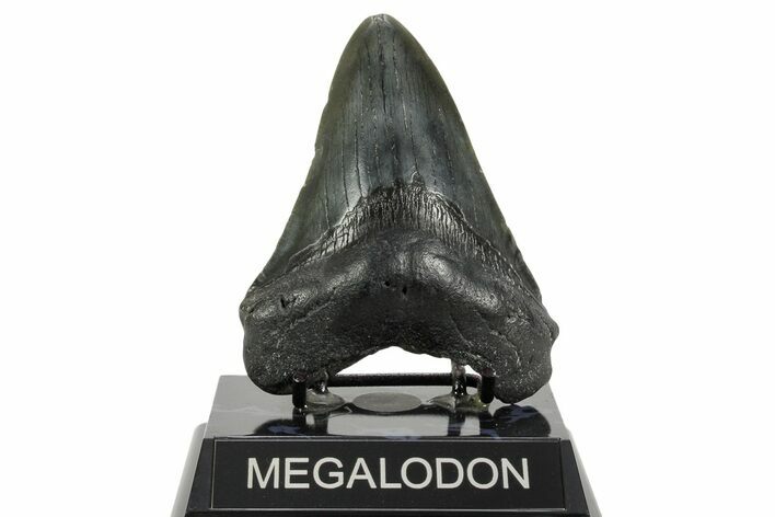 Fossil Megalodon Tooth - South Carolina #365754